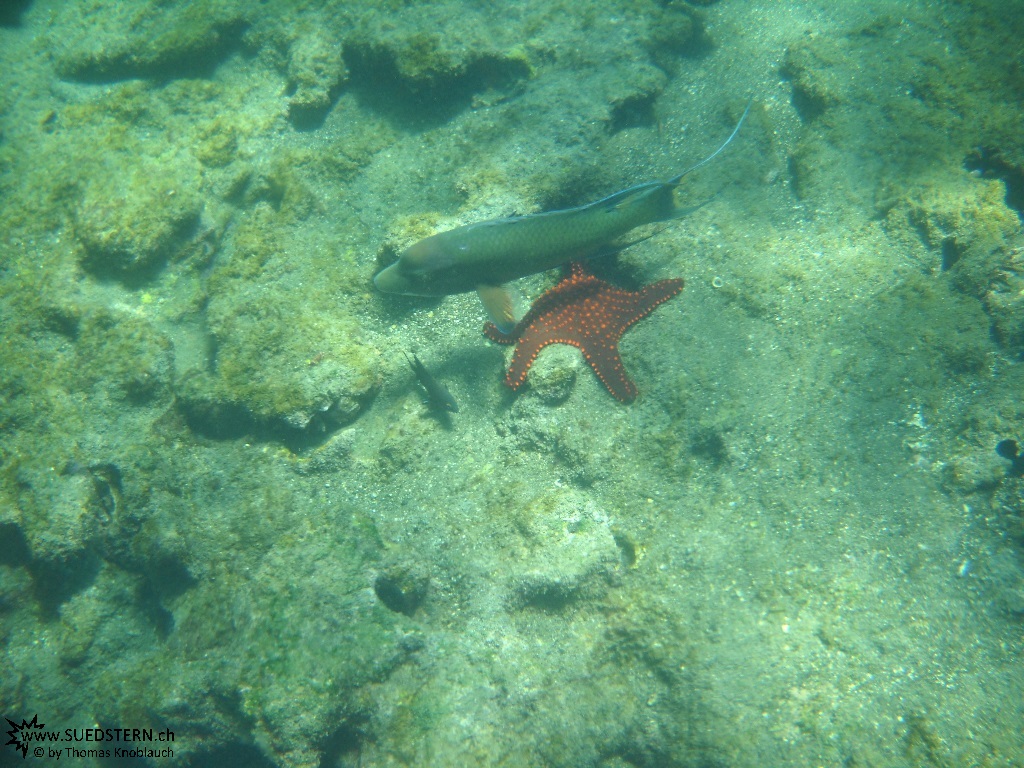 Underwater Galapagos 2010 -DSCN5809